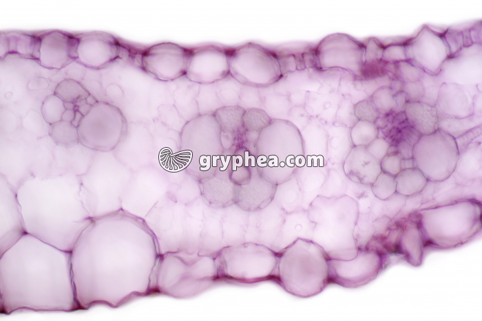 Feuille de Blé CT x100 - gryphea.com